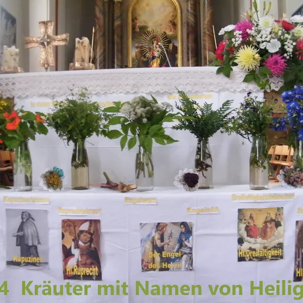 2014 Kräuter mit Namen von Heiligen